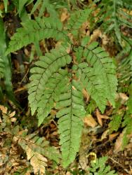 Adiantum fulvum. Adaxial surface of mature 3-pinnate frond.
 Image: L.R. Perrie © Te Papa CC BY-NC 3.0 NZ